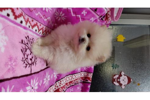 成約済の滋賀県のポメラニアン-104506の3枚目