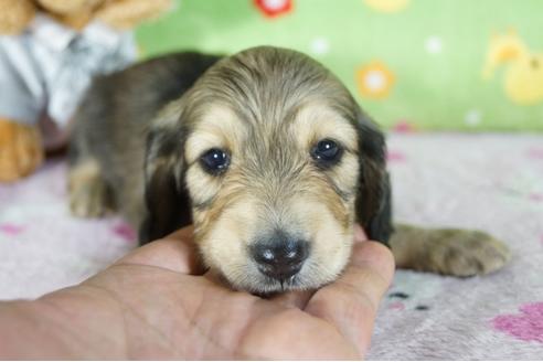 成約済の兵庫県のミニチュアダックスフンド(ロングヘアード)-104599の2枚目