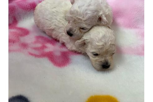 成約済の滋賀県のティーカッププードル-105526の15枚目