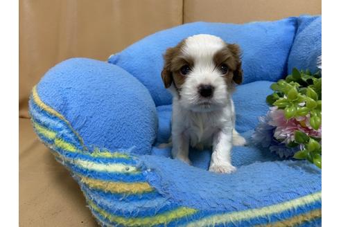 成約済の栃木県のキャバリアキングチャールズスパニエル-105857の3枚目
