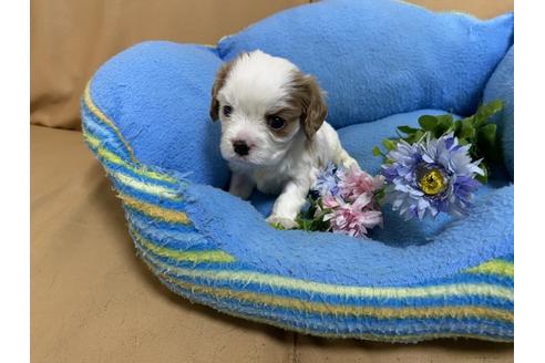 成約済の栃木県のキャバリアキングチャールズスパニエル-105858の1枚目
