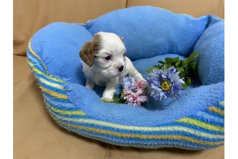 成約済の栃木県のキャバリアキングチャールズスパニエル-105858の4枚目