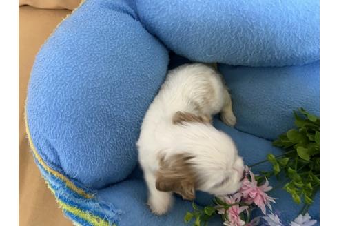 成約済の栃木県のキャバリアキングチャールズスパニエル-105858の3枚目