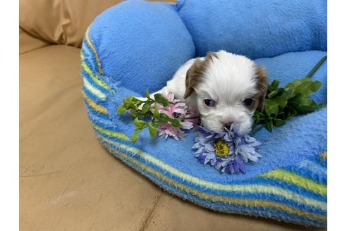 成約済の栃木県のキャバリアキングチャールズスパニエル-105858の2枚目