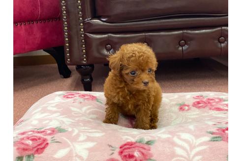 成約済の香川県のトイプードル-103550の4枚目