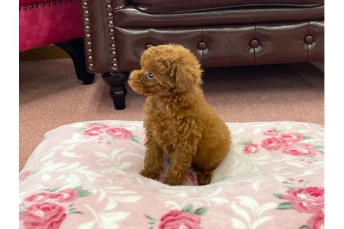 成約済の香川県のトイプードル-103550の5枚目