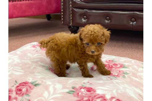 成約済の香川県のトイプードル-103550の3枚目