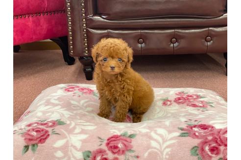 成約済の香川県のトイプードル-103550の2枚目