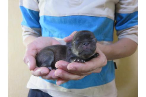 成約済の愛知県のチワワ(ロングコート)-105914の5枚目