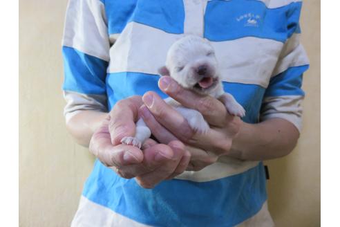 成約済の愛知県のチワワ(ロングコート)-105915の6枚目