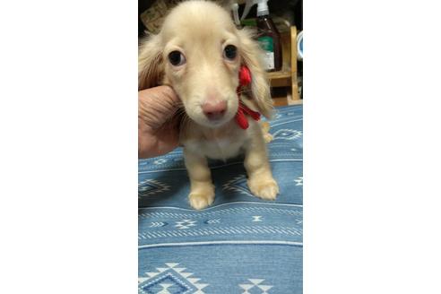 成約済の広島県のミニチュアダックスフンド(ロングヘアード)-101928の20枚目