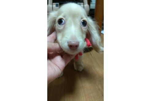 成約済の広島県のミニチュアダックスフンド(ロングヘアード)-101928の19枚目