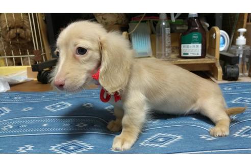 成約済の広島県のミニチュアダックスフンド(ロングヘアード)-101928の17枚目
