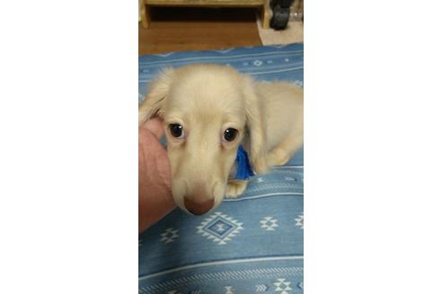 成約済の広島県のミニチュアダックスフンド(ロングヘアード)-101927の34枚目