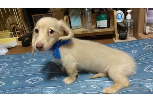 成約済の広島県のミニチュアダックスフンド(ロングヘアード)-101927の32枚目