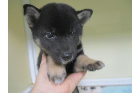 成約済の岡山県の柴犬-105940の6枚目