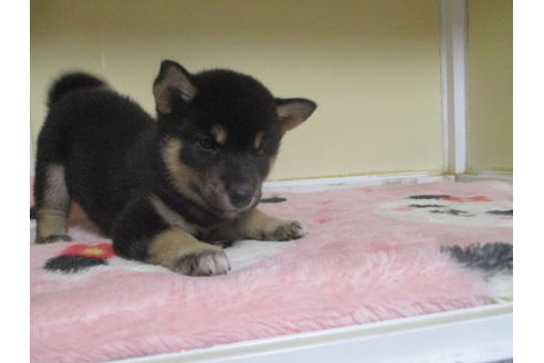 成約済の岡山県の柴犬-105952の4枚目