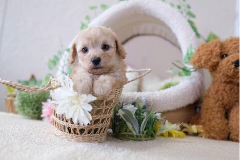 成約済の滋賀県のトイプードル-105937の3枚目