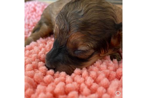 成約済の福岡県のタイニープードル-105960の11枚目