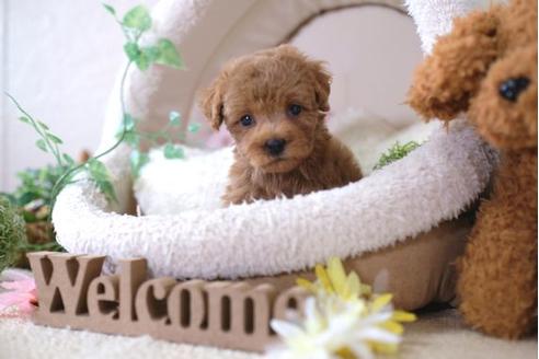 成約済の滋賀県のトイプードル-104798の1枚目