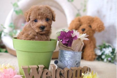 成約済の滋賀県のトイプードル-104798の5枚目