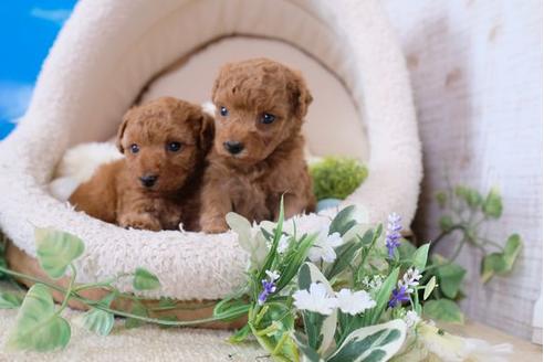 成約済の滋賀県のトイプードル-104798の4枚目