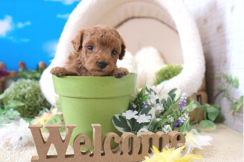 成約済の滋賀県のトイプードル-104798の3枚目