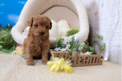 成約済の滋賀県のトイプードル-104798の2枚目