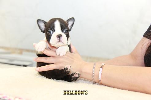 成約済の東京都のボストンテリア-105969の7枚目