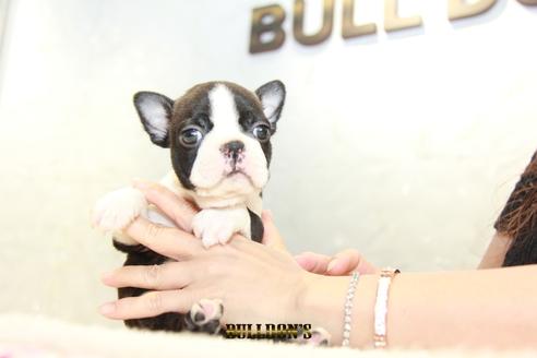 成約済の東京都のボストンテリア-105969の6枚目