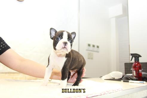 成約済の東京都のボストンテリア-105969の5枚目