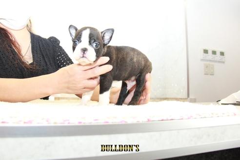 成約済の東京都のボストンテリア-105969の4枚目