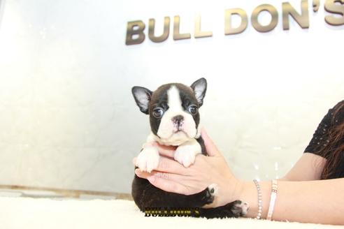 成約済の東京都のボストンテリア-105969の3枚目