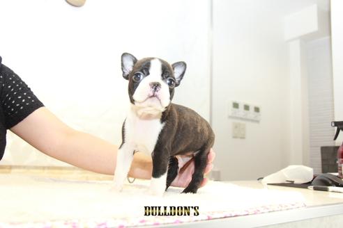 成約済の東京都のボストンテリア-105969の2枚目