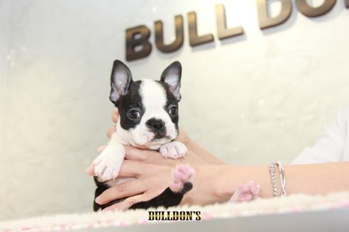 成約済の東京都のボストンテリア-105970の7枚目