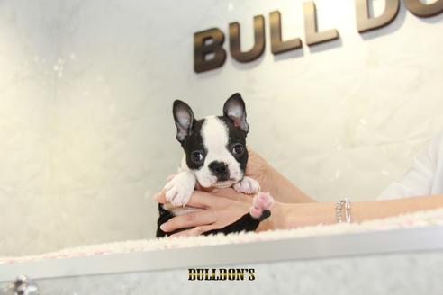 成約済の東京都のボストンテリア-105970の2枚目