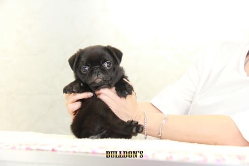 成約済の東京都のパグ-105971の7枚目