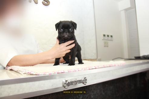 成約済の東京都のパグ-105971の5枚目