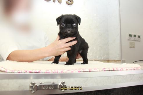 成約済の東京都のパグ-105971の4枚目