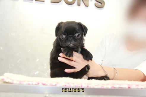 成約済の東京都のパグ-105971の3枚目