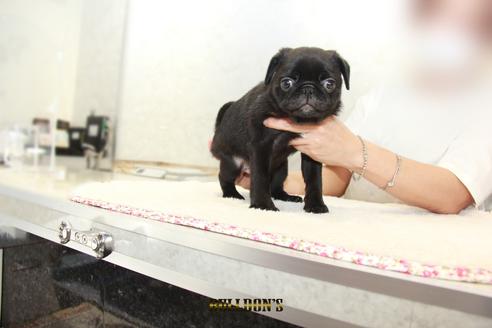 成約済の東京都のパグ-105971の2枚目