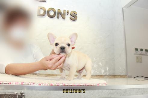 成約済の東京都のフレンチブルドッグ-105972の1枚目