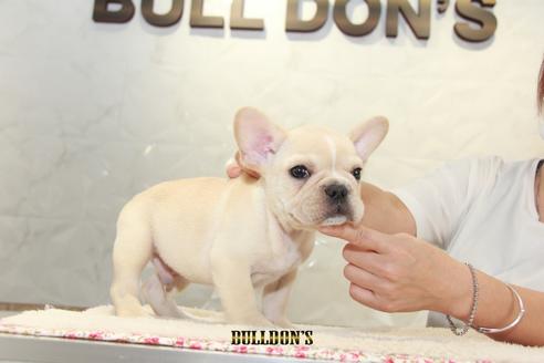 成約済の東京都のフレンチブルドッグ-105972の7枚目