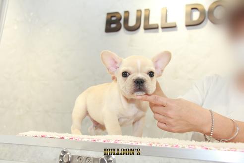 成約済の東京都のフレンチブルドッグ-105972の6枚目