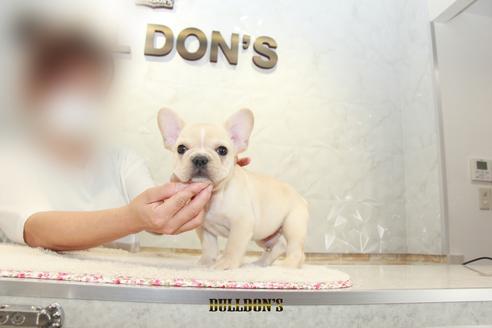 成約済の東京都のフレンチブルドッグ-105972の5枚目