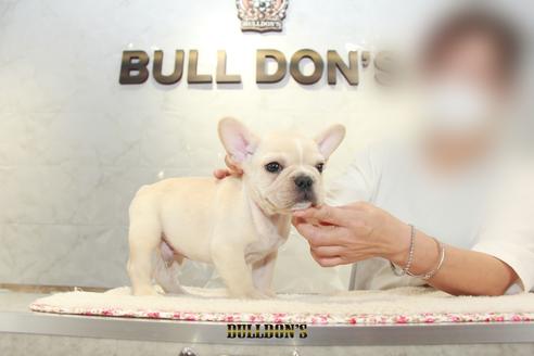 成約済の東京都のフレンチブルドッグ-105972の4枚目