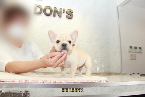 成約済の東京都のフレンチブルドッグ-105972の2枚目