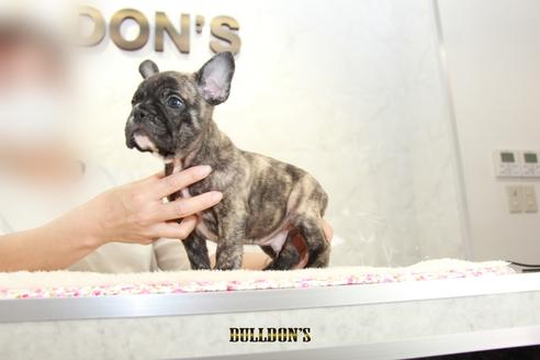 成約済の東京都のフレンチブルドッグ-105973の2枚目