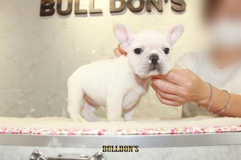 成約済の東京都のフレンチブルドッグ-105974の7枚目