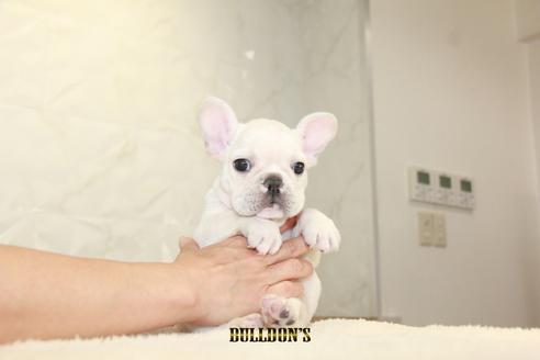 成約済の東京都のフレンチブルドッグ-105974の6枚目